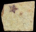 Rare, Cretaceous Starfish (Marocaster) - Morocco #46480-1